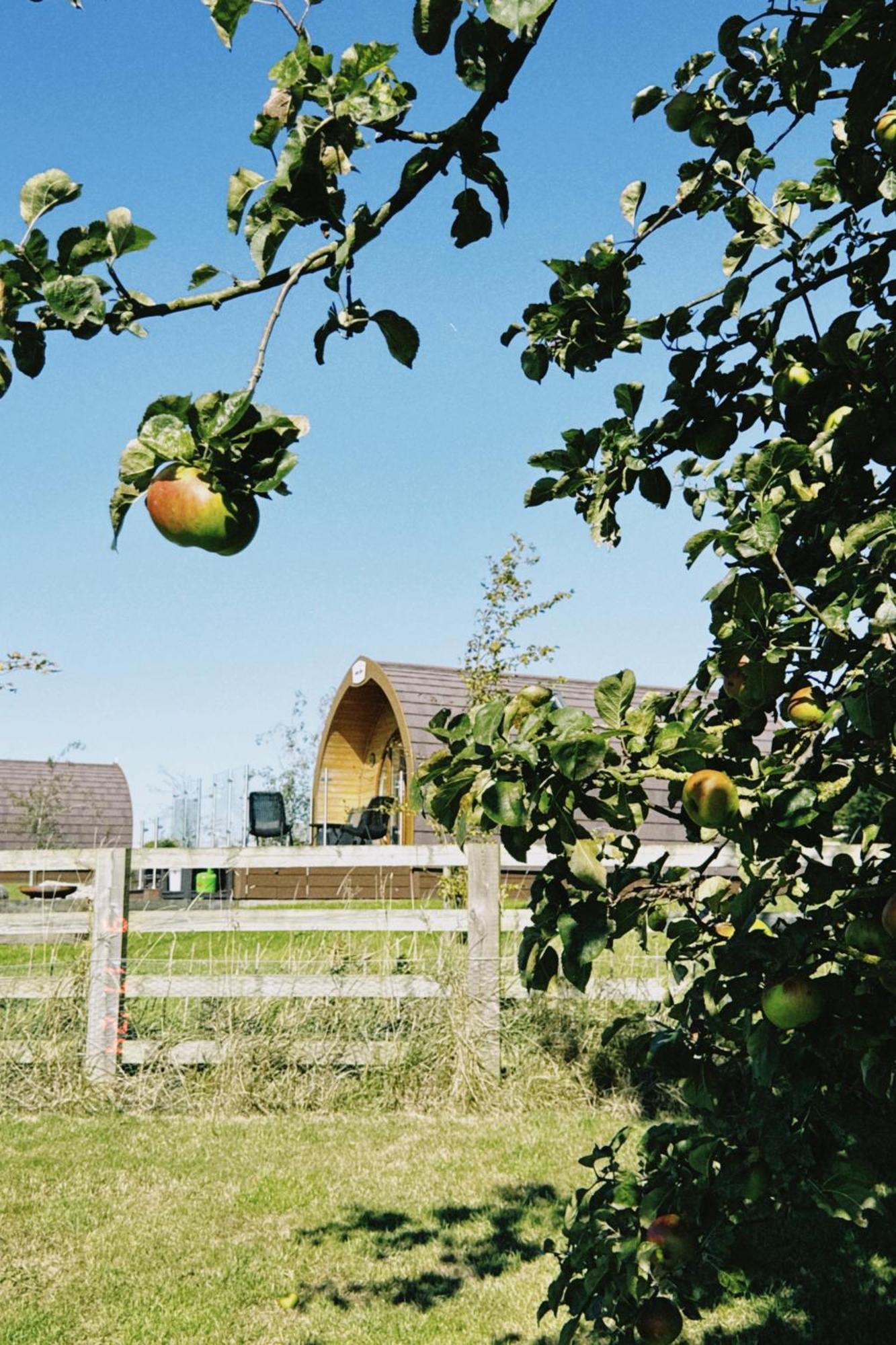 הוילה סטמפורד ברידג' Mingle Dale- Bugthorpe Grange Glamping מראה חיצוני תמונה